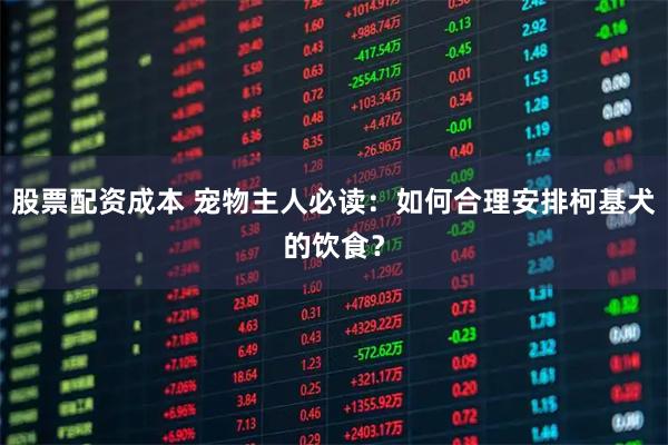 股票配资成本 宠物主人必读:如何合理安排柯基犬的饮食?